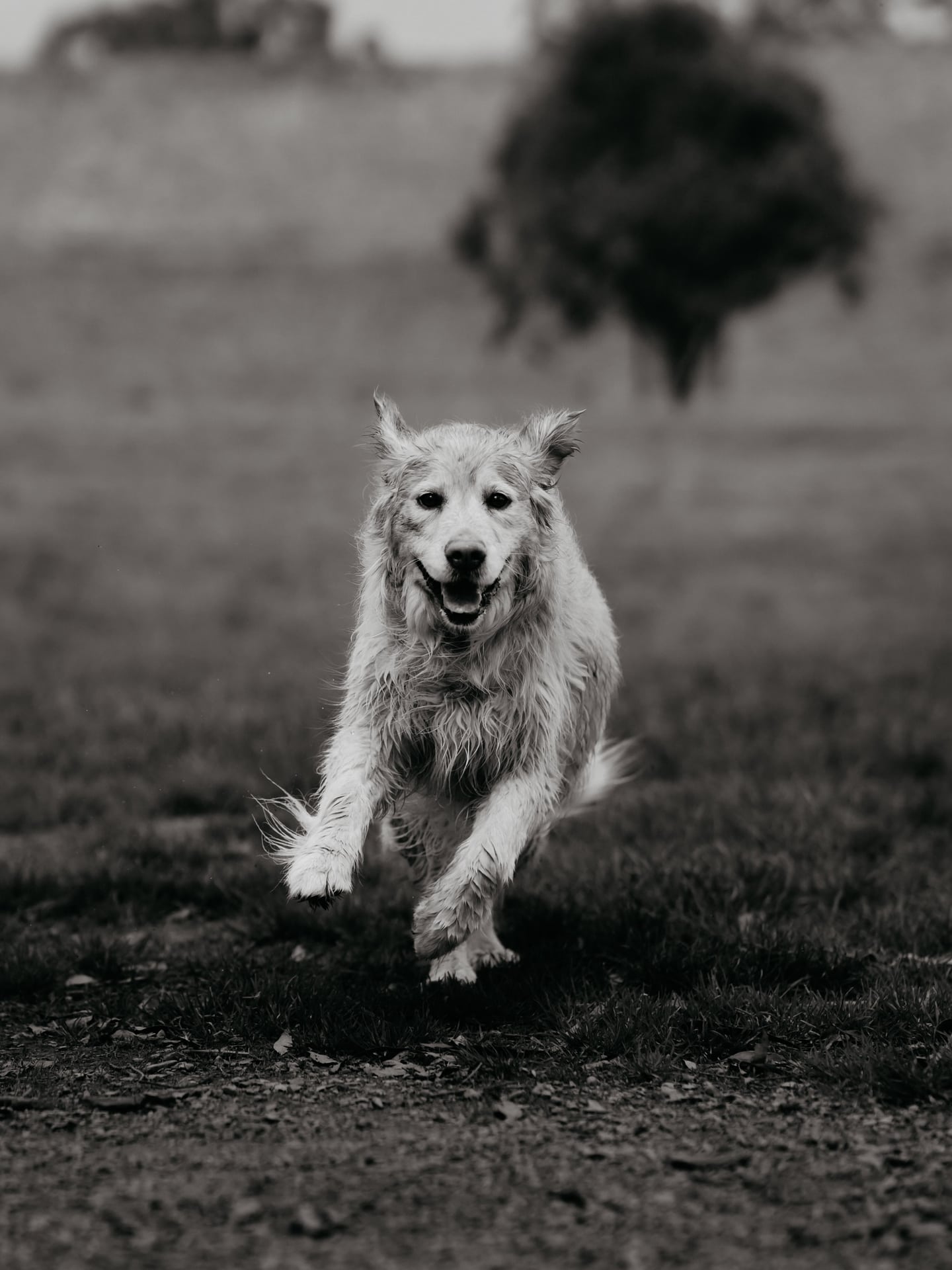 Happy birthday, Emmy — photograph 1 by Foxwood Media
