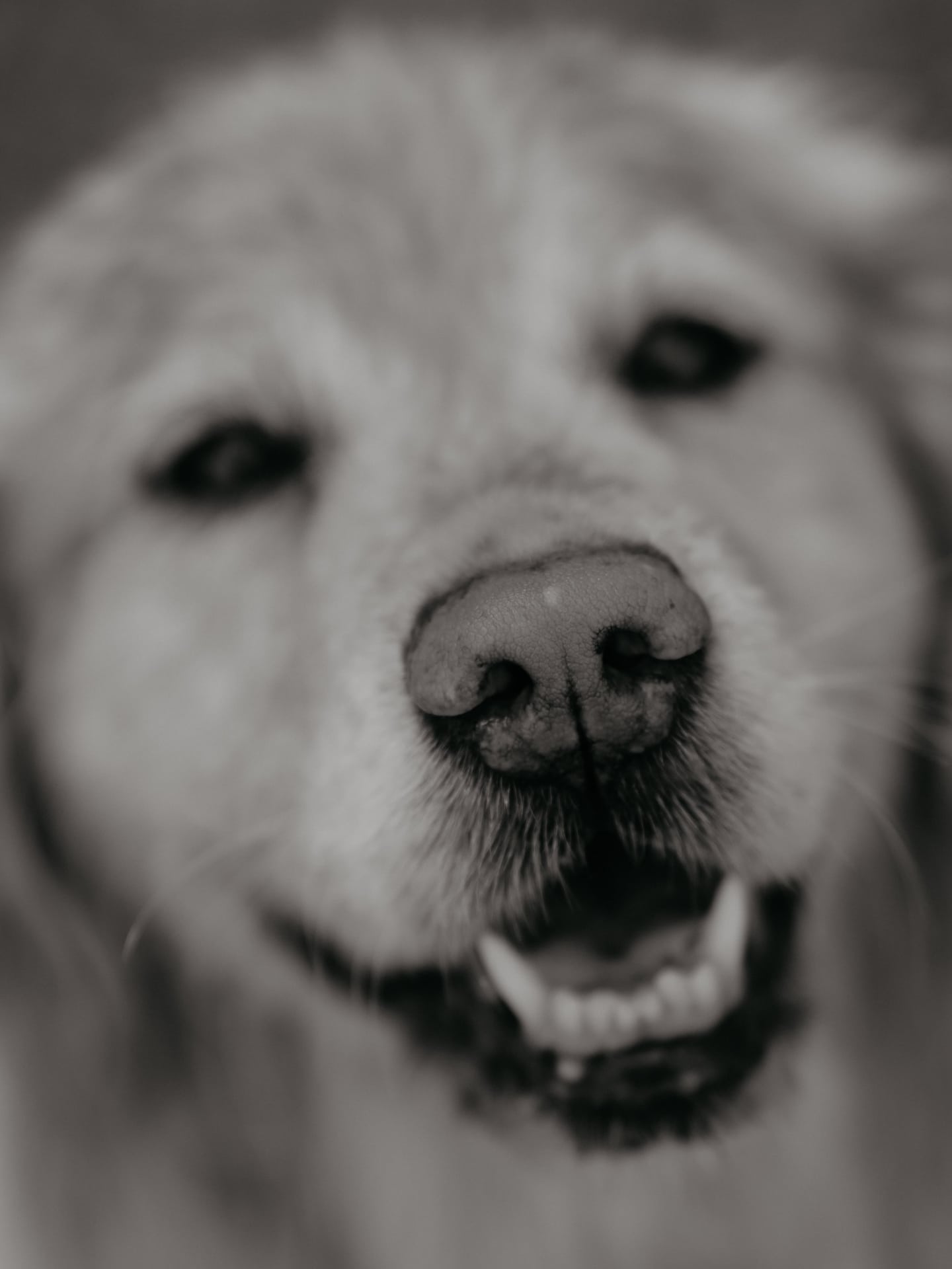 Happy birthday, Emmy — photograph 4 by Foxwood Media