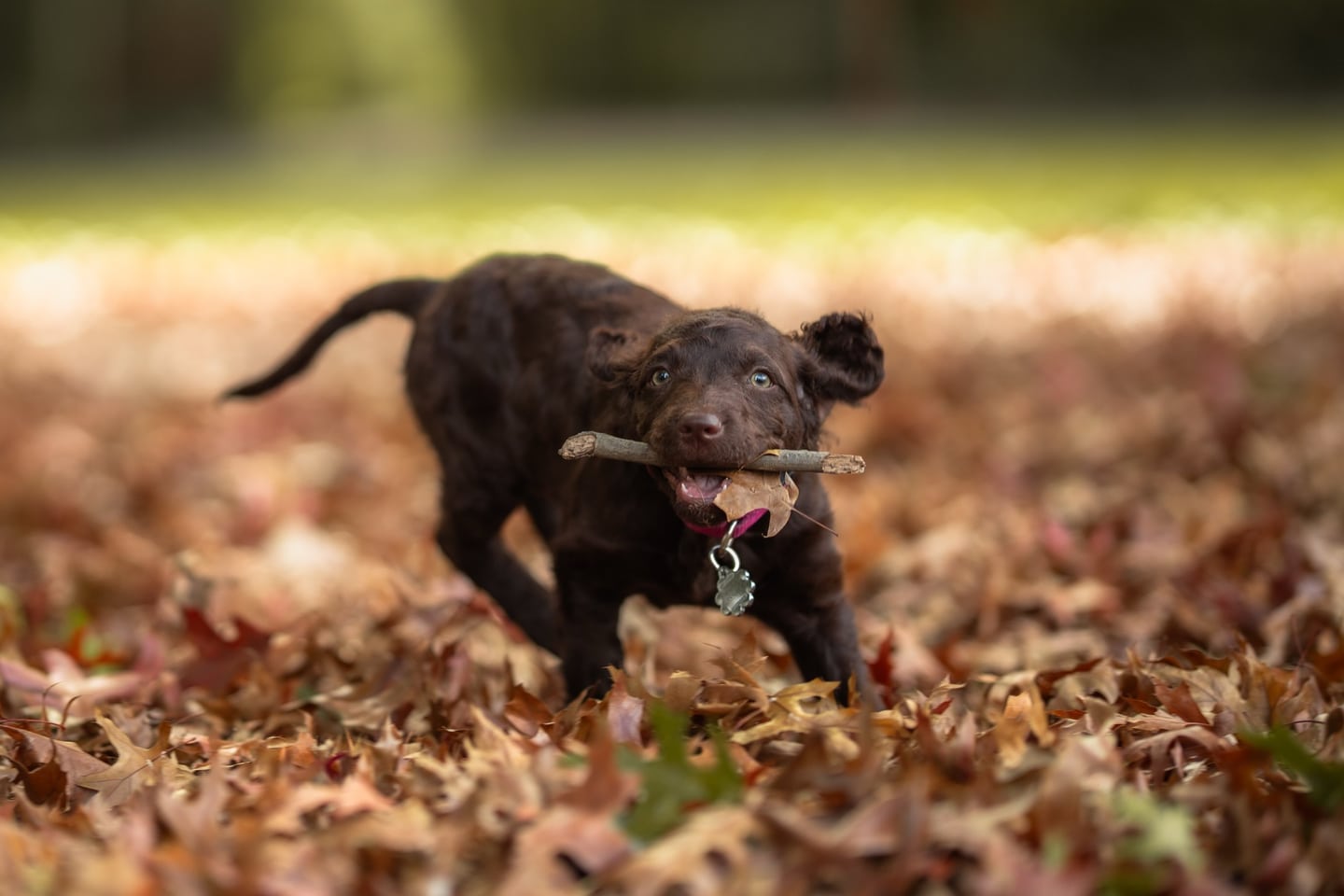 Little paws — photograph 1 by Foxwood Media
