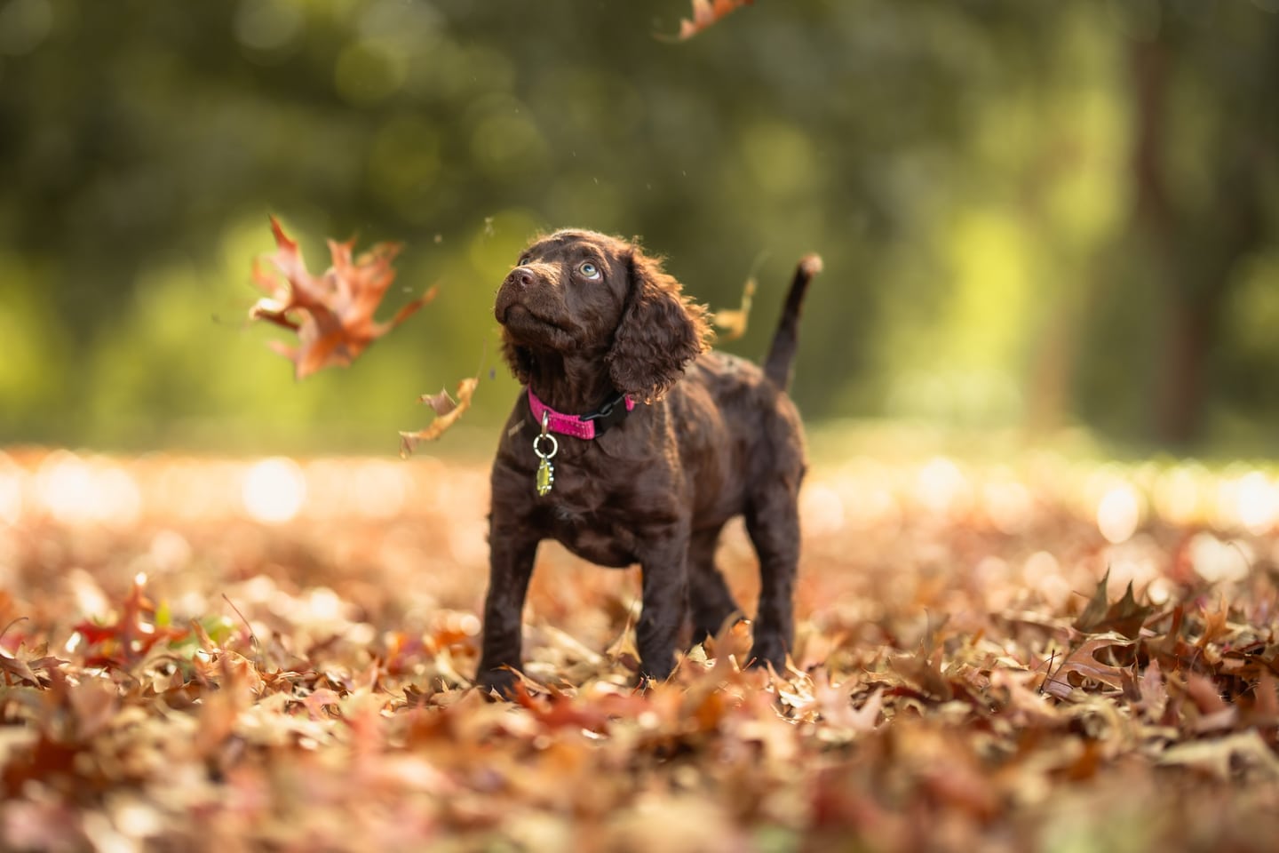 Little paws — photograph 2 by Foxwood Media