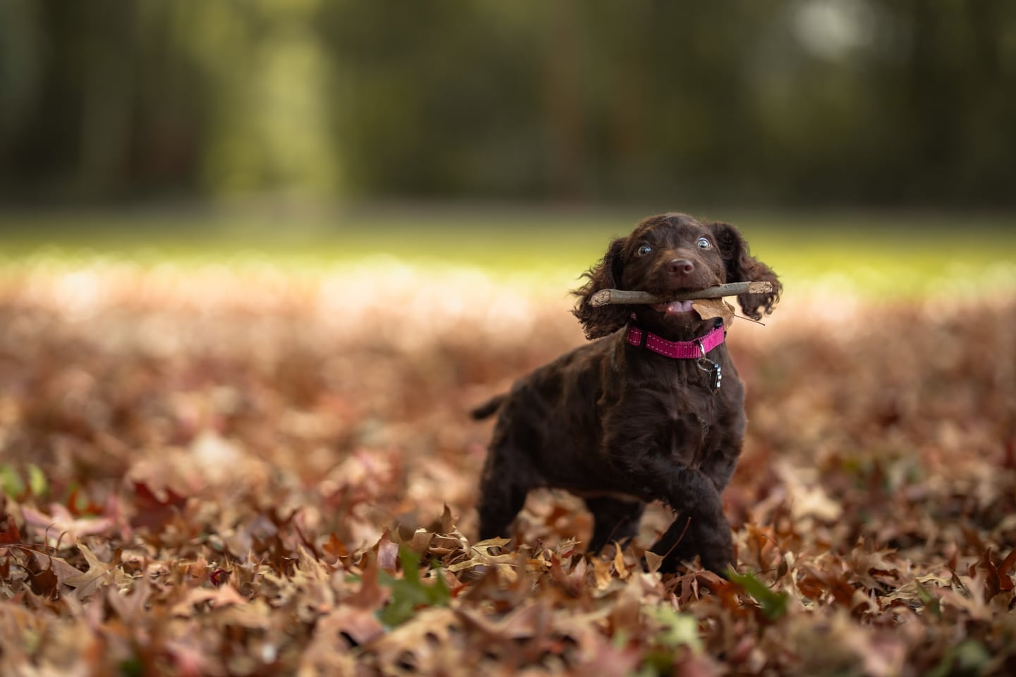 Little paws — photograph 3 by Foxwood Media