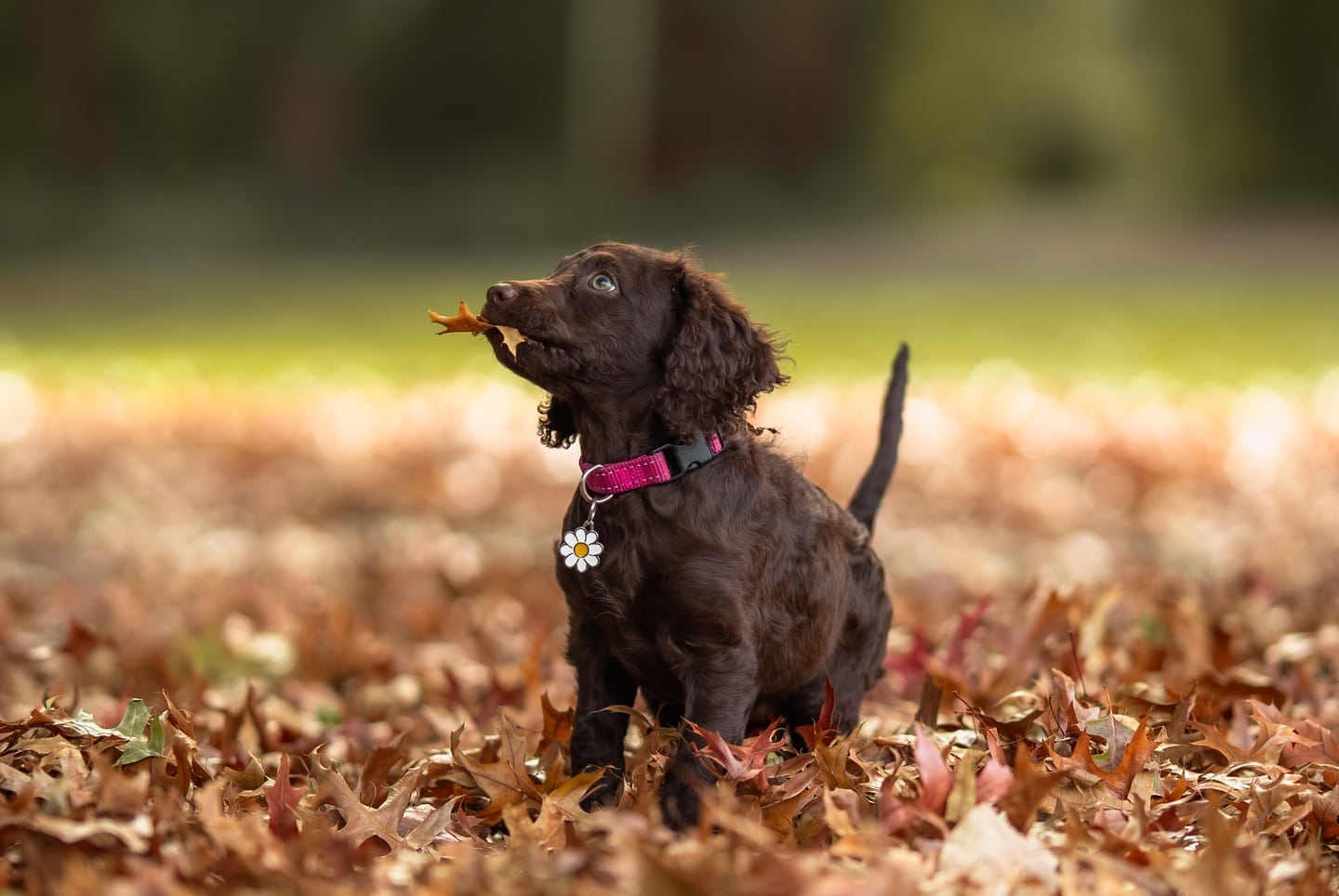 Little paws — photograph 4 by Foxwood Media