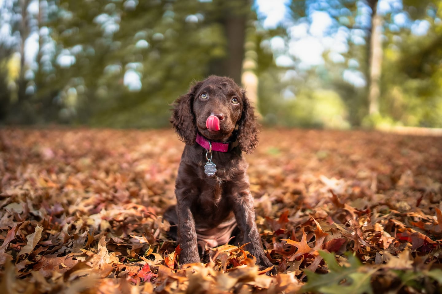 Little paws — photograph 5 by Foxwood Media