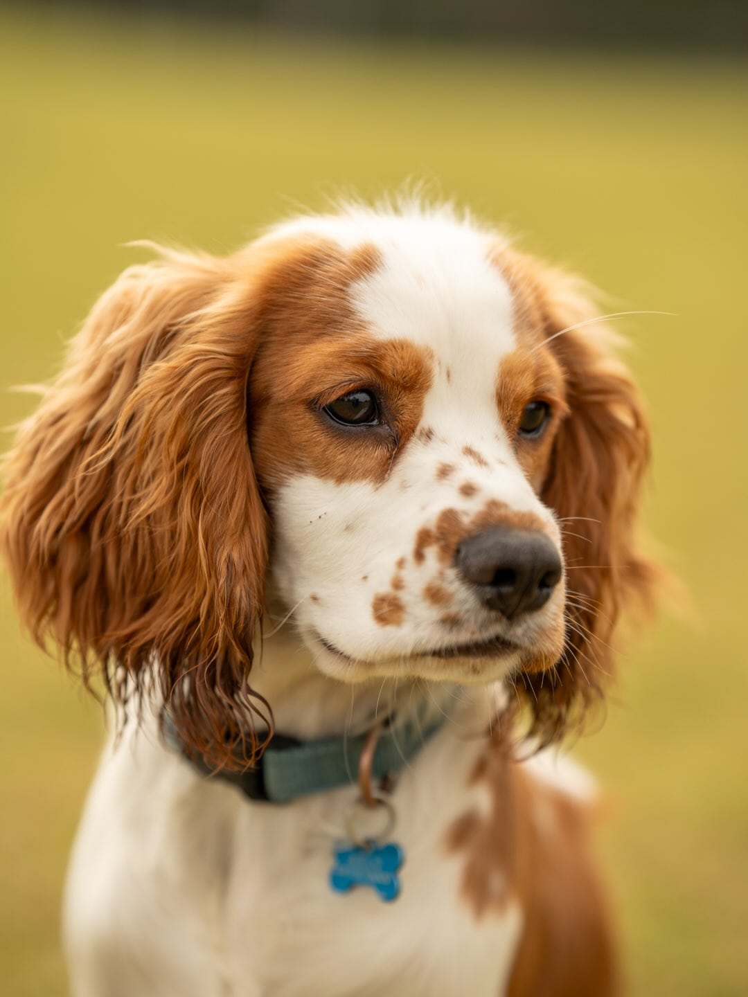 Your dog is family — photograph 1 by Foxwood Media