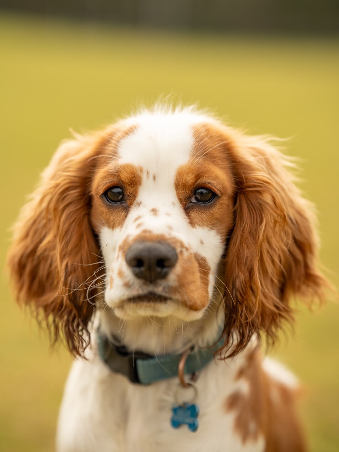 Your dog is family — photograph 2 by Foxwood Media